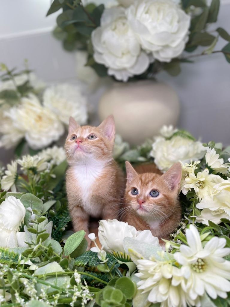 kittens 8 weeks old ready now 