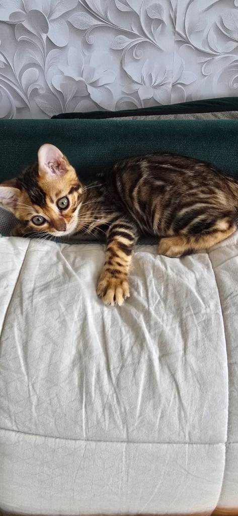 Pure bengal kittens 