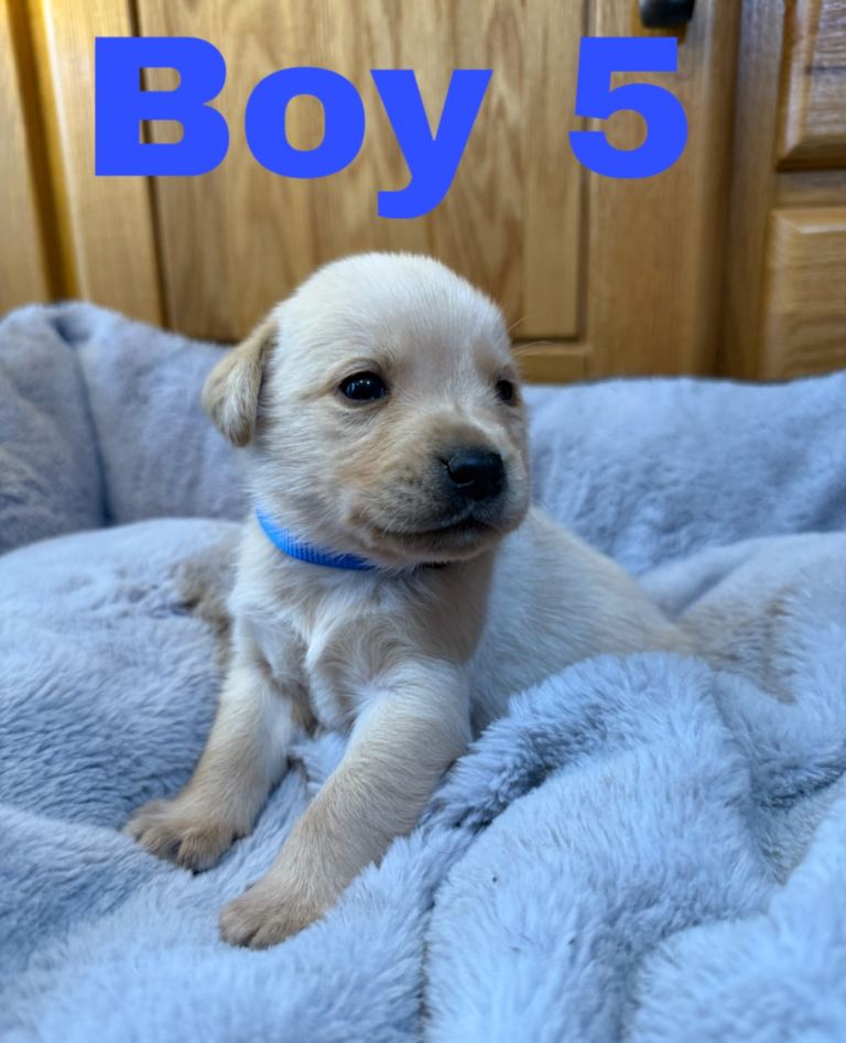 Lovely Purebred Labrador Puppies