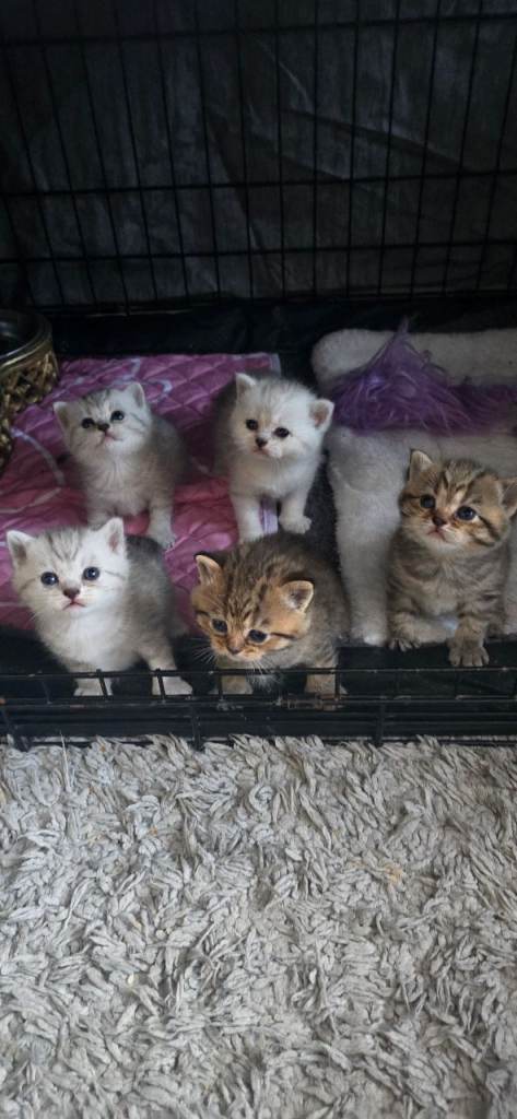 British kittens