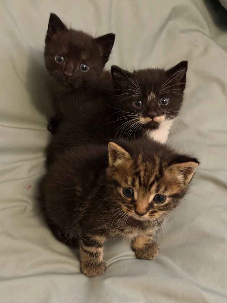 3 Beautiful Kittens – Loving Family Homes Wanted 🐾
