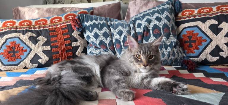 Maine coon kitten for sale