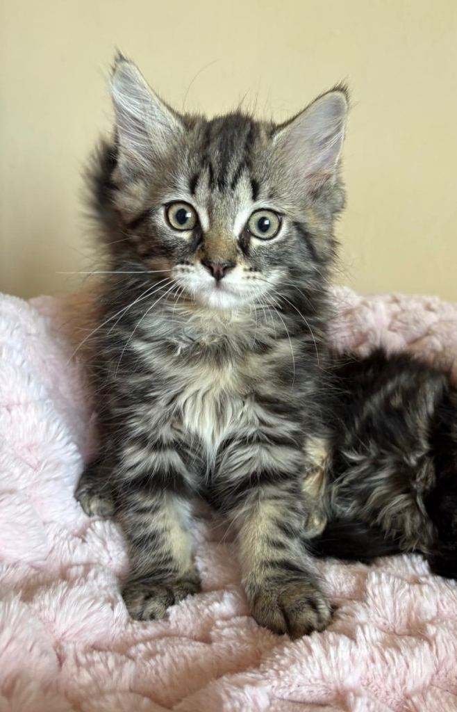Maine Coon Cross Kittens 