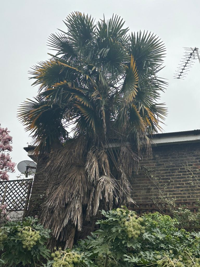 Free. Huge Palm and variegated Holly trees