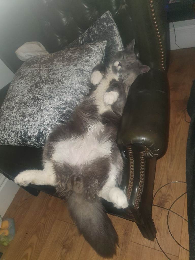 MALE Norwegian forest cat 