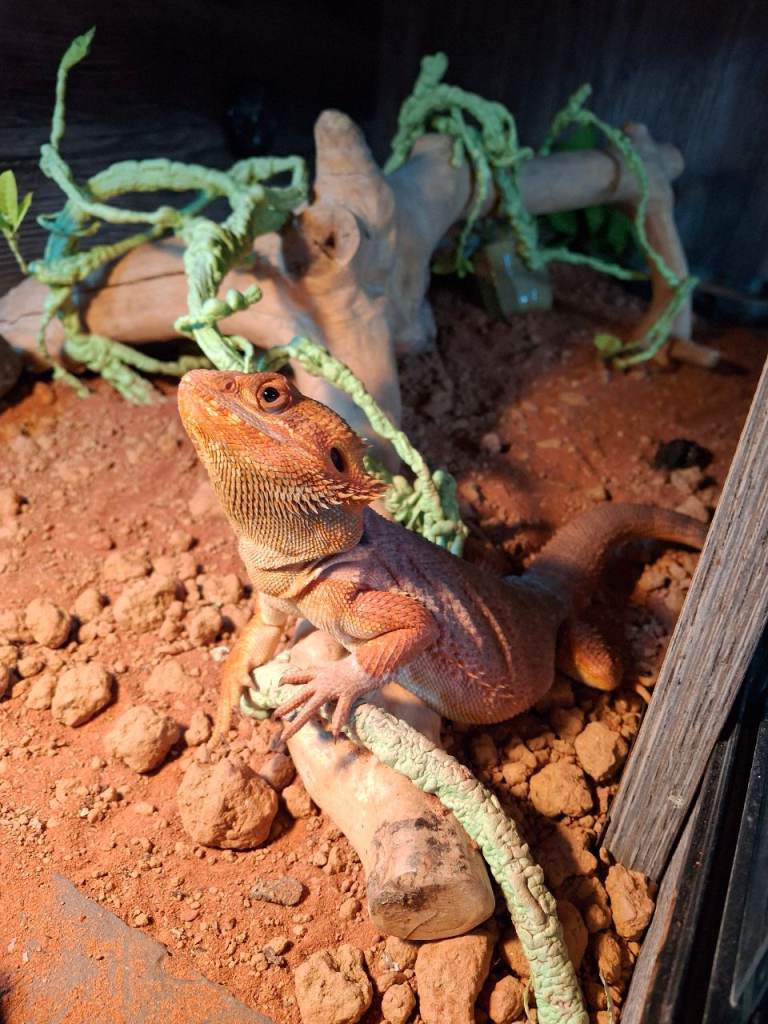 Red monster bearded dragon