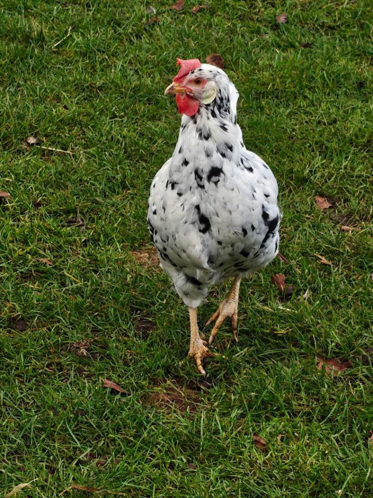 Exchequer hens & olive egger with 1 Cockerel 