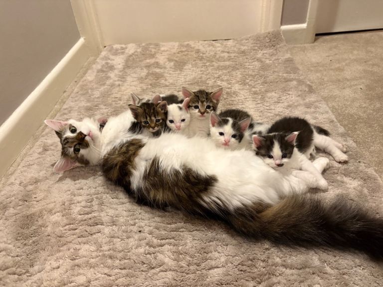 6 Beautiful kittens for sale