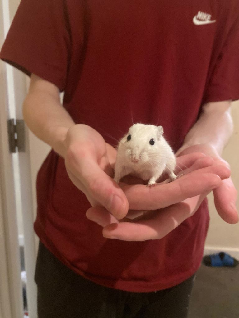 2 gerbils with enclosures food and supplies 
