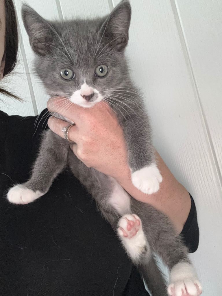 Half ragdoll grey and white kittens ready to go
