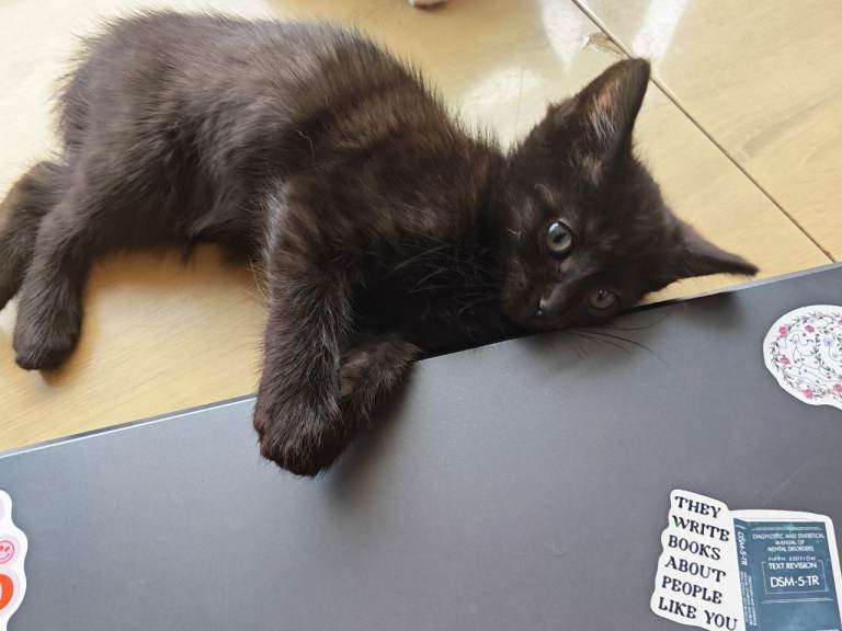 4 black kittens