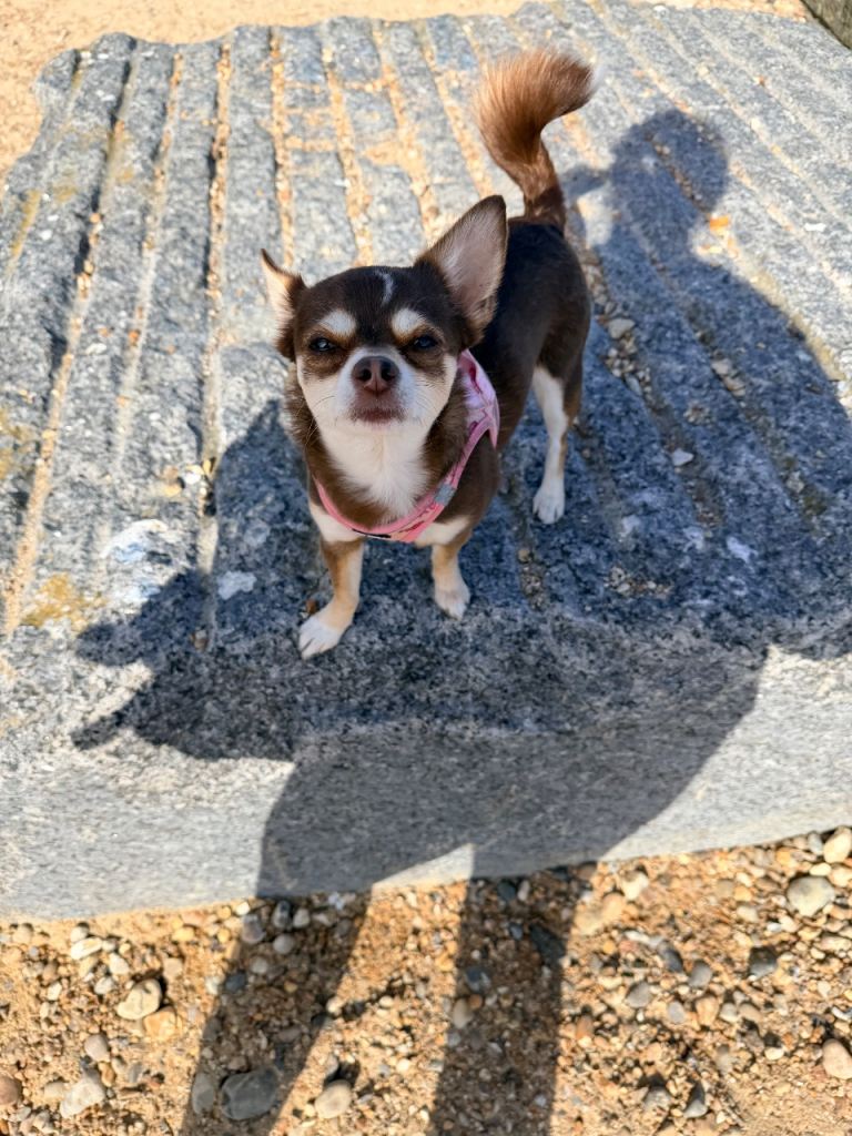 4 year old Chihuahua