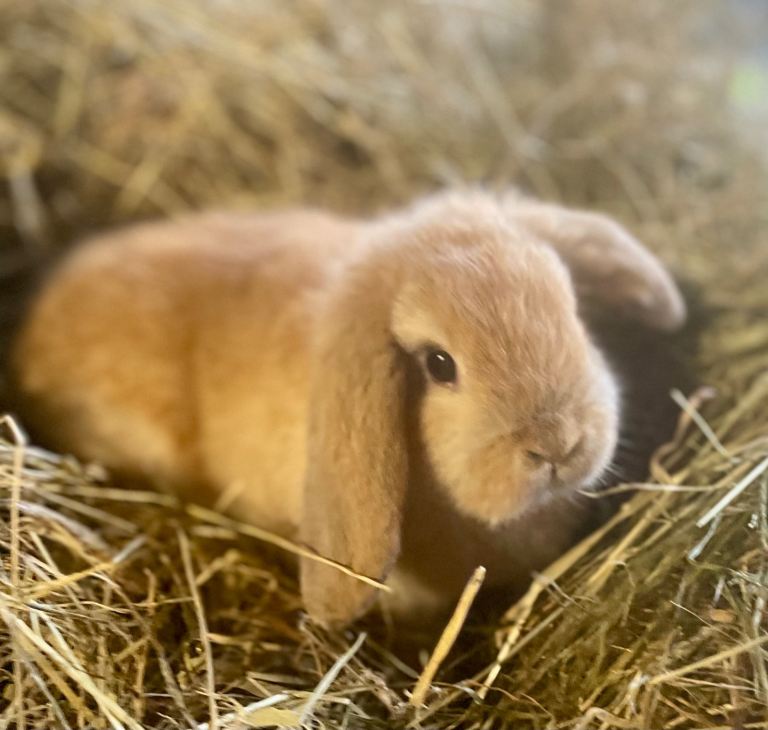 Purebred Mini Lop Rabbits 