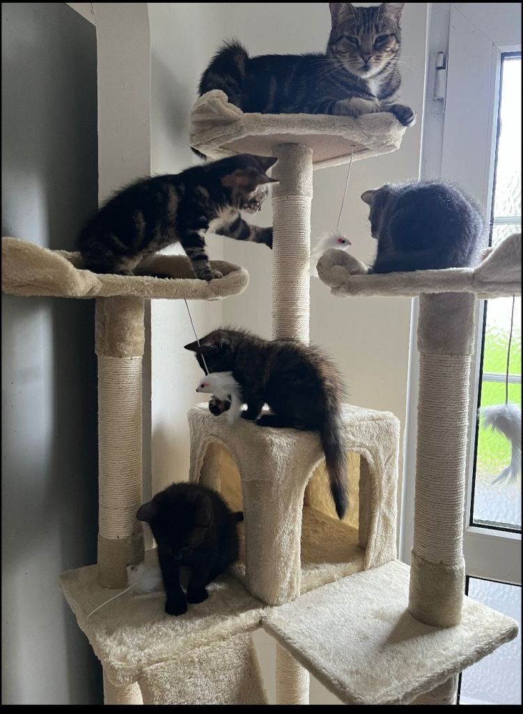  Beautiful kittens 