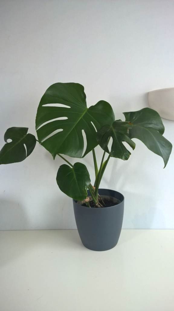 image for Monstera Deliciosa: Swiss Cheese Plant,