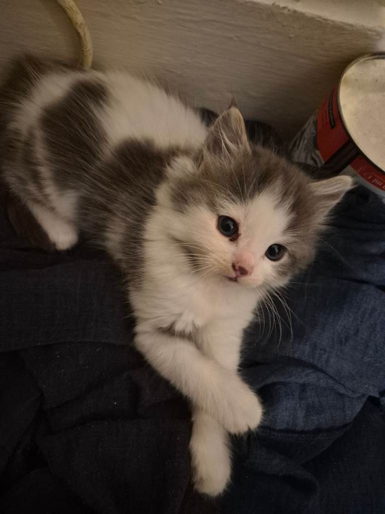 Beautiful kittens