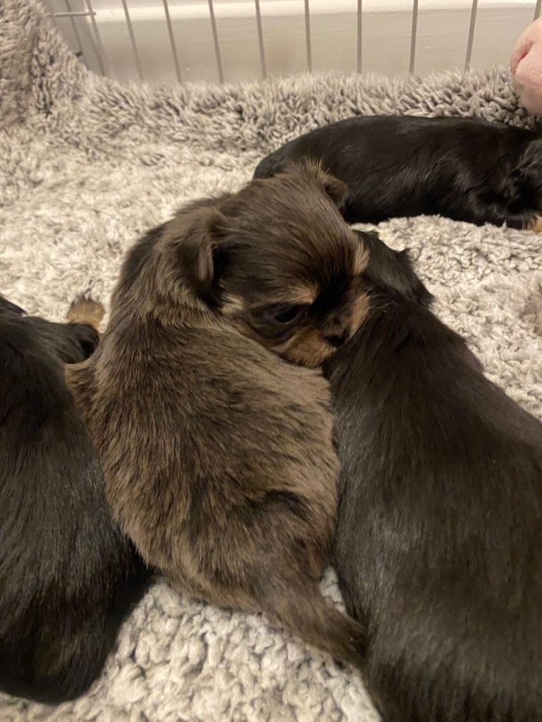 Tiny fluffy Malchi puppies