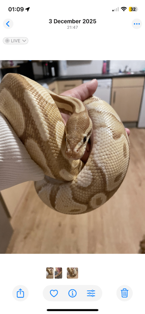 Male python and tank