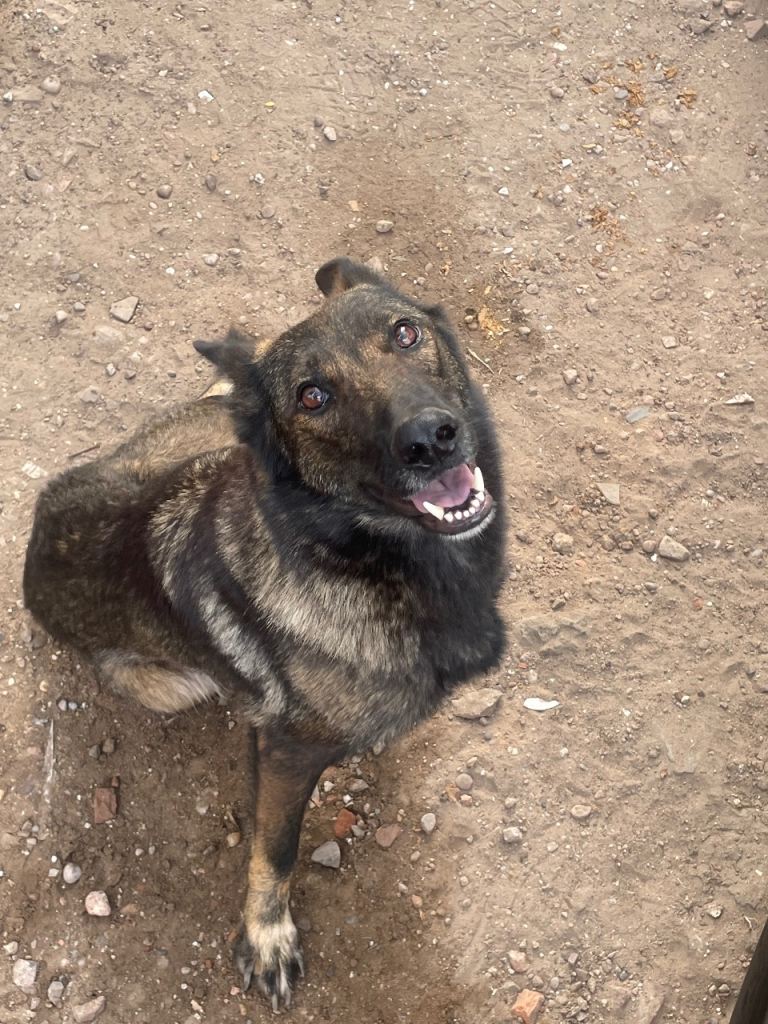 Belgium Malinois x German Shepard puppies 