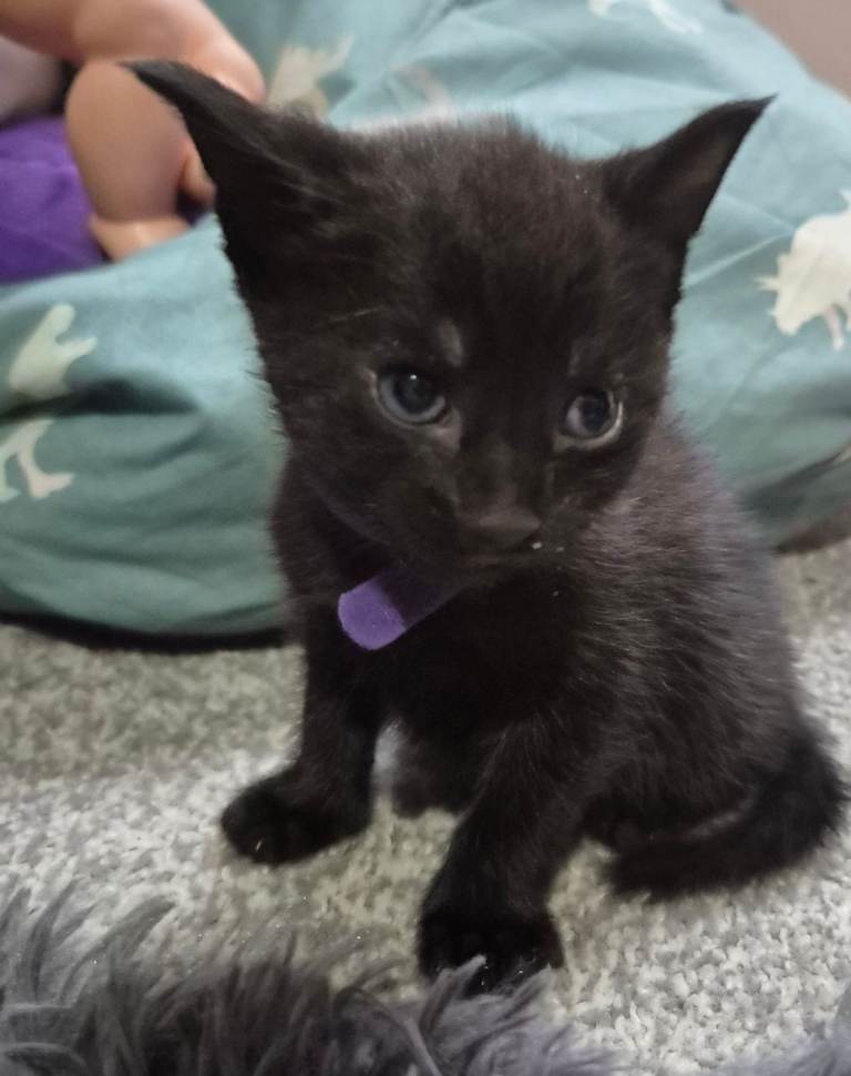 Kittens 