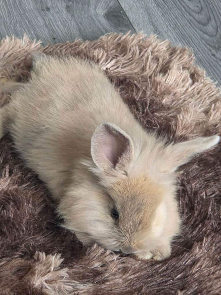 7 beautiful baby rabbits 🐰💚