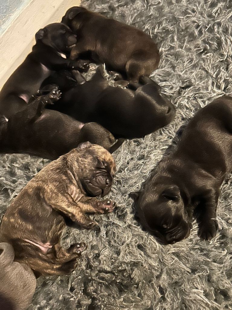 French Bulldog x Staffordshire Pups
