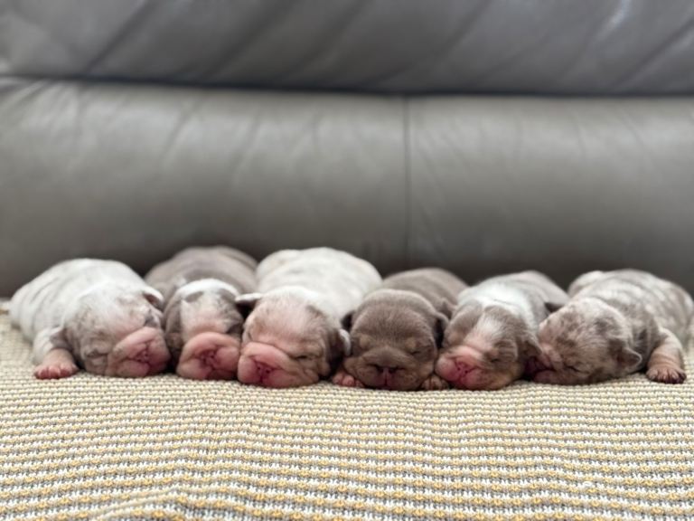 New English Bulldogs