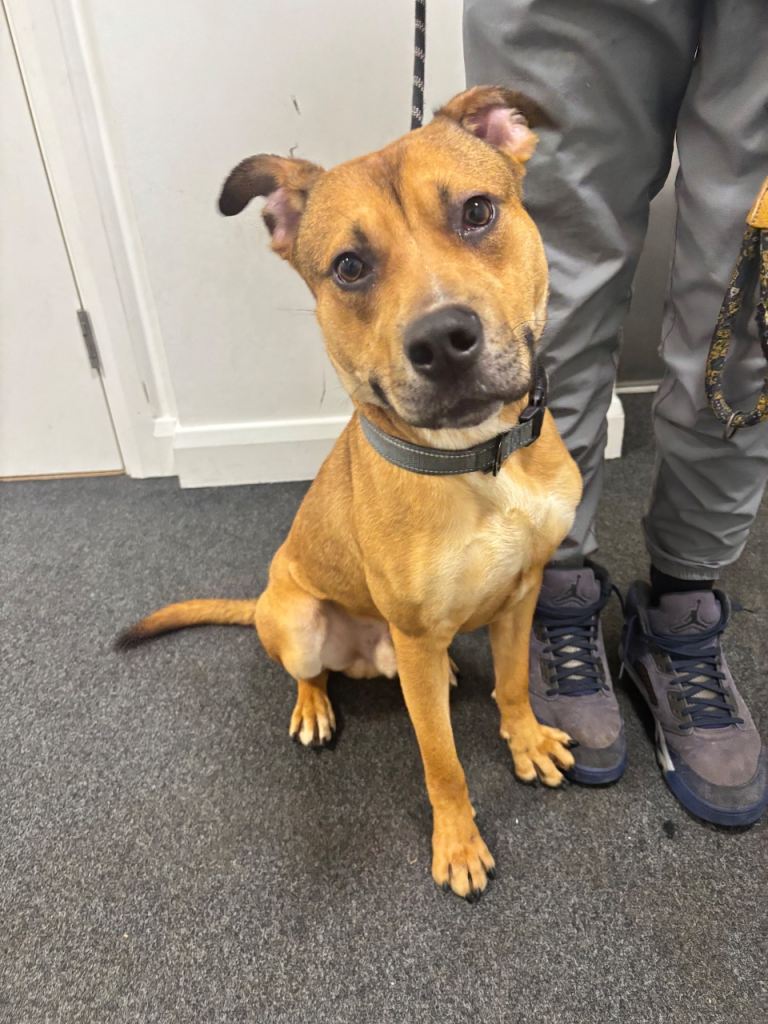 Lovely 10-Month-Old German Shepherd x Bulldog Enzo