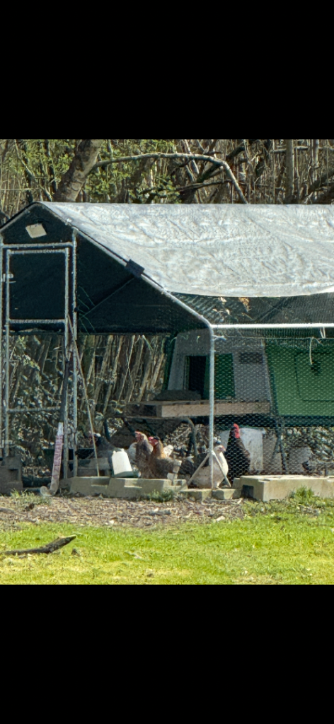 Eglu Cube Chicken Coop with with automatic door