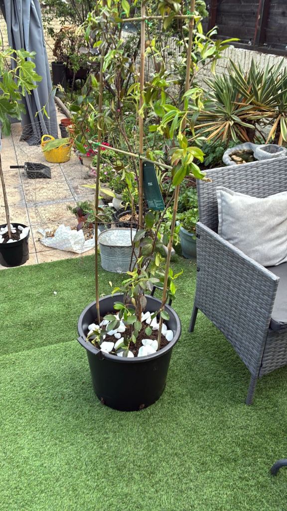 Jasmine Trachelosper Fragrant Climbers - Perfect for Your Garden! g E7 • LONDON, 