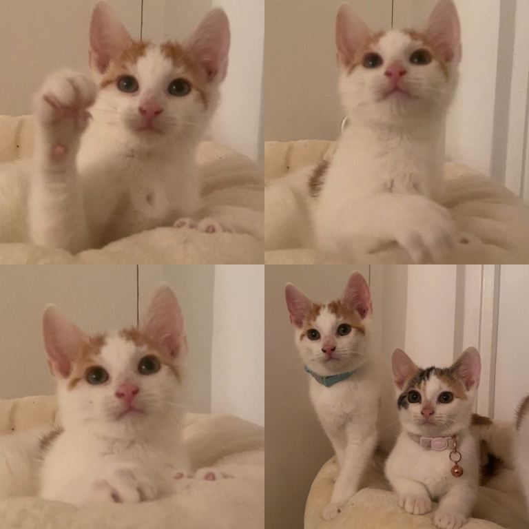 All kittens come with their own starter pack. Including their own carrier. 