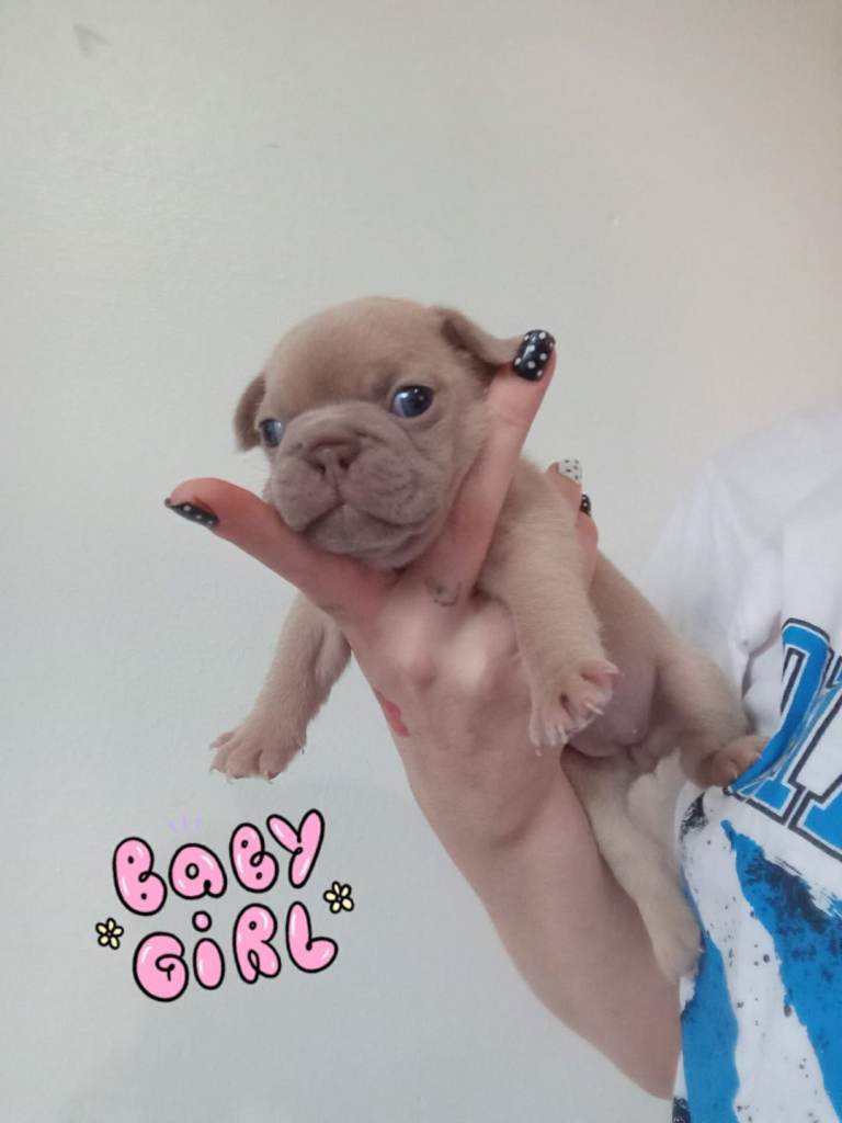 French bulldog puppys