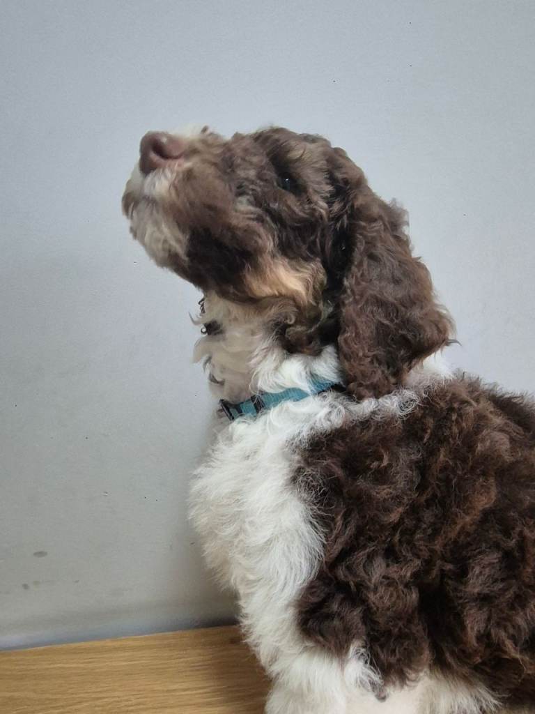 Gorgeous Standard Poodle puppies