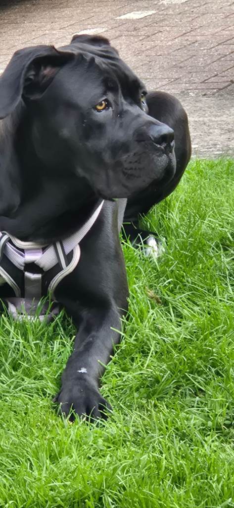 Cane Corso pup