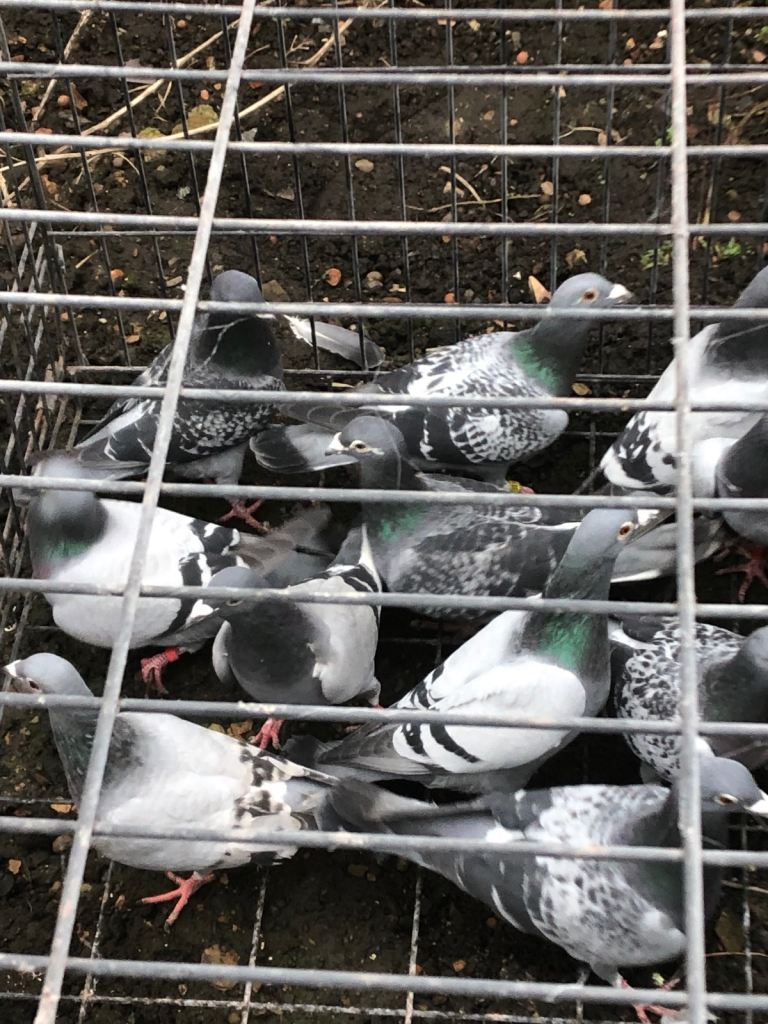 Racer pigeons bluebar and checkered