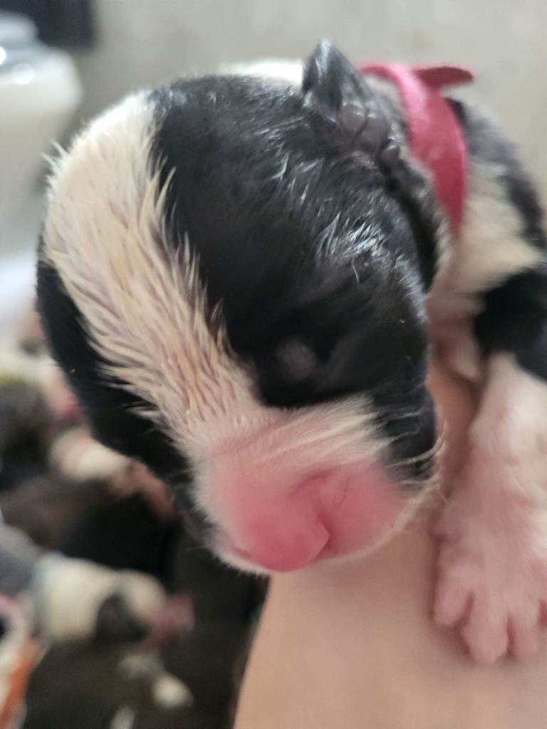 American Bulldog x Cane Corso puppies