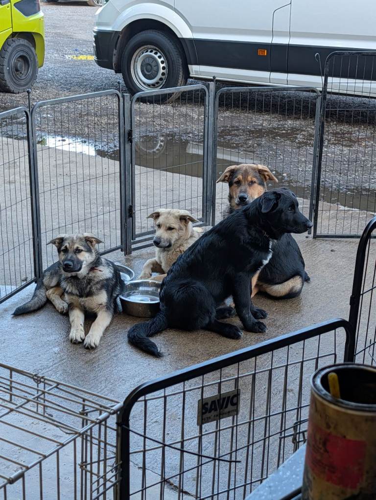 Fluffy akita x German shepherd puppies 