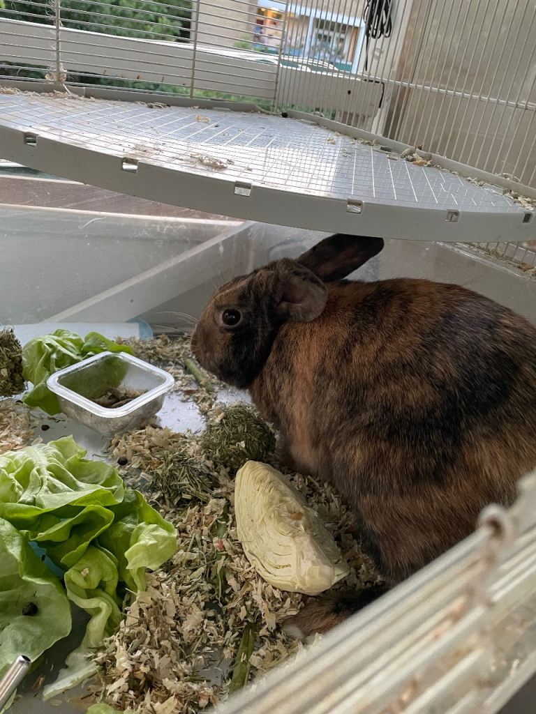 1 male harlequin rabbit 