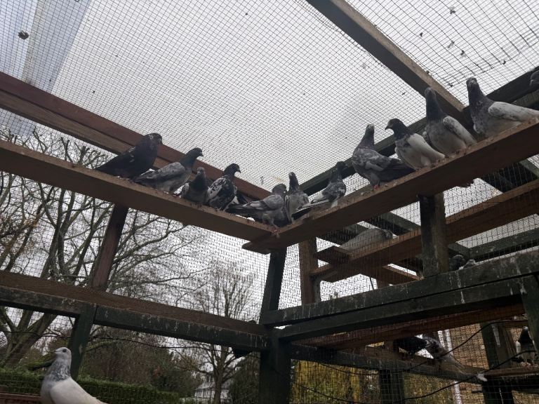 Pakistani high flyers for sale 