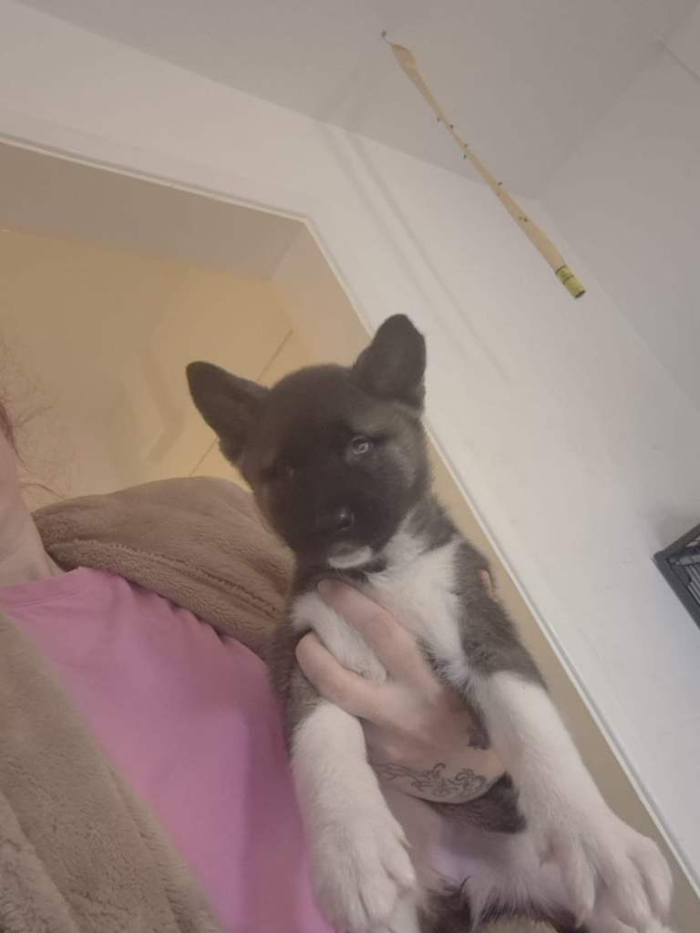 Akita puppy for sale 