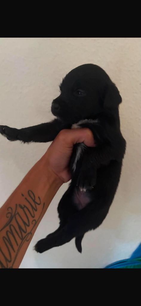 1 girl 1 boy spaniel cross German shepherd pups 
