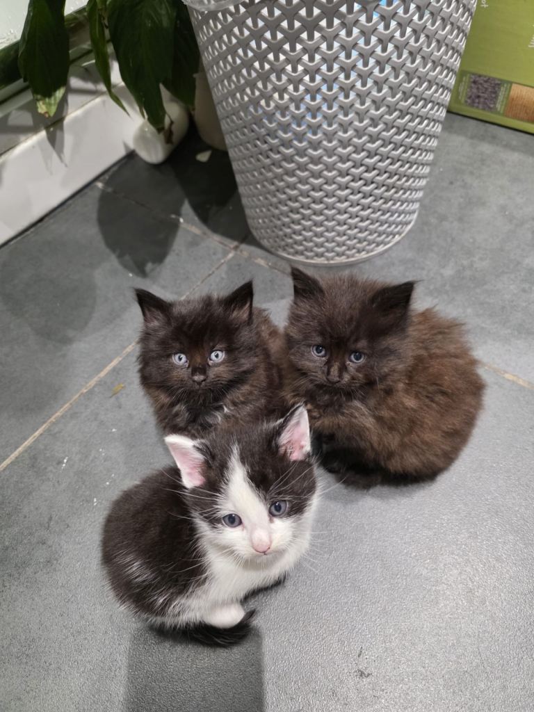 Persian kittens 