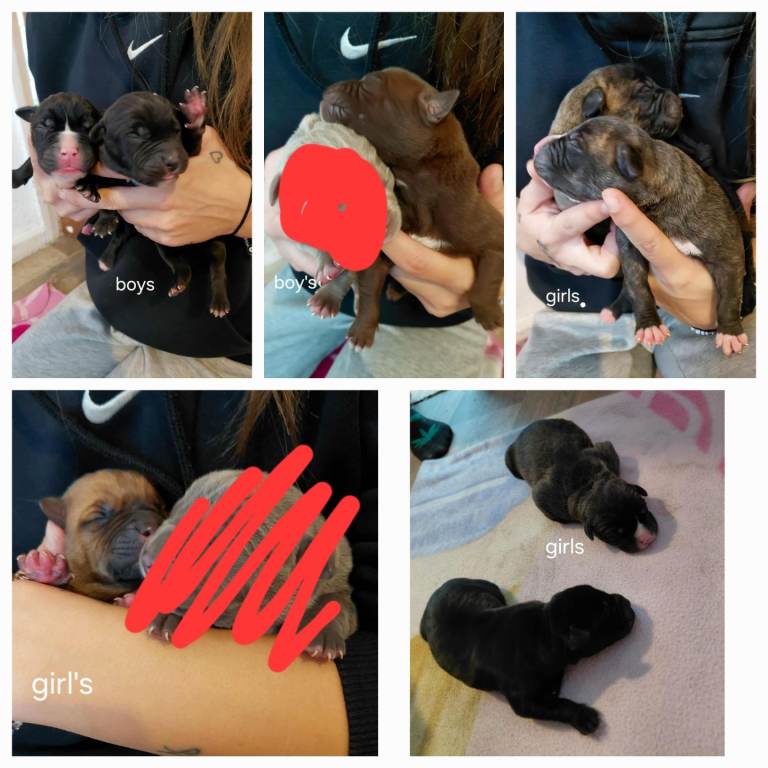 Bull greyhound Puppies 