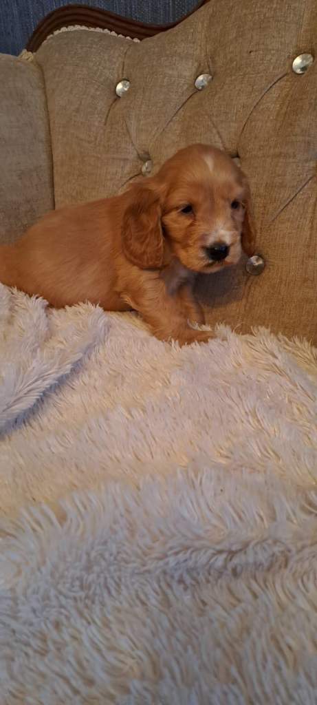 Kc cocker spaniel pups.