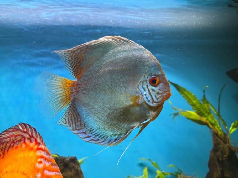 Discus Tropical Fish for Aquarium Fish Tank