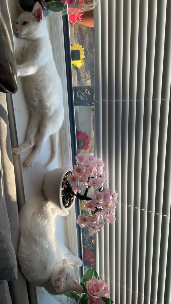 All white BSH 18M Cats & Grey Tabby