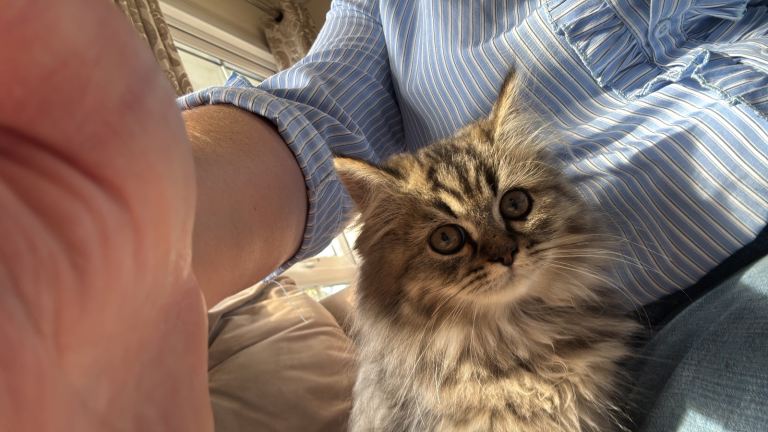 Pure Persian kittens 