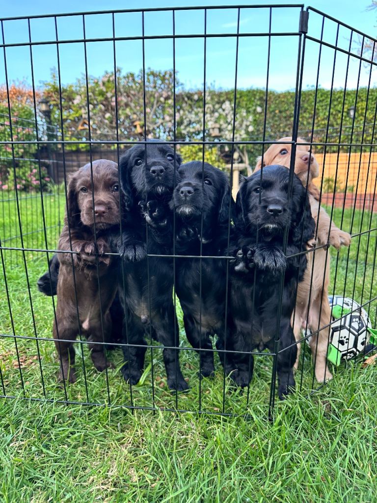 cocker spaniel puppies 