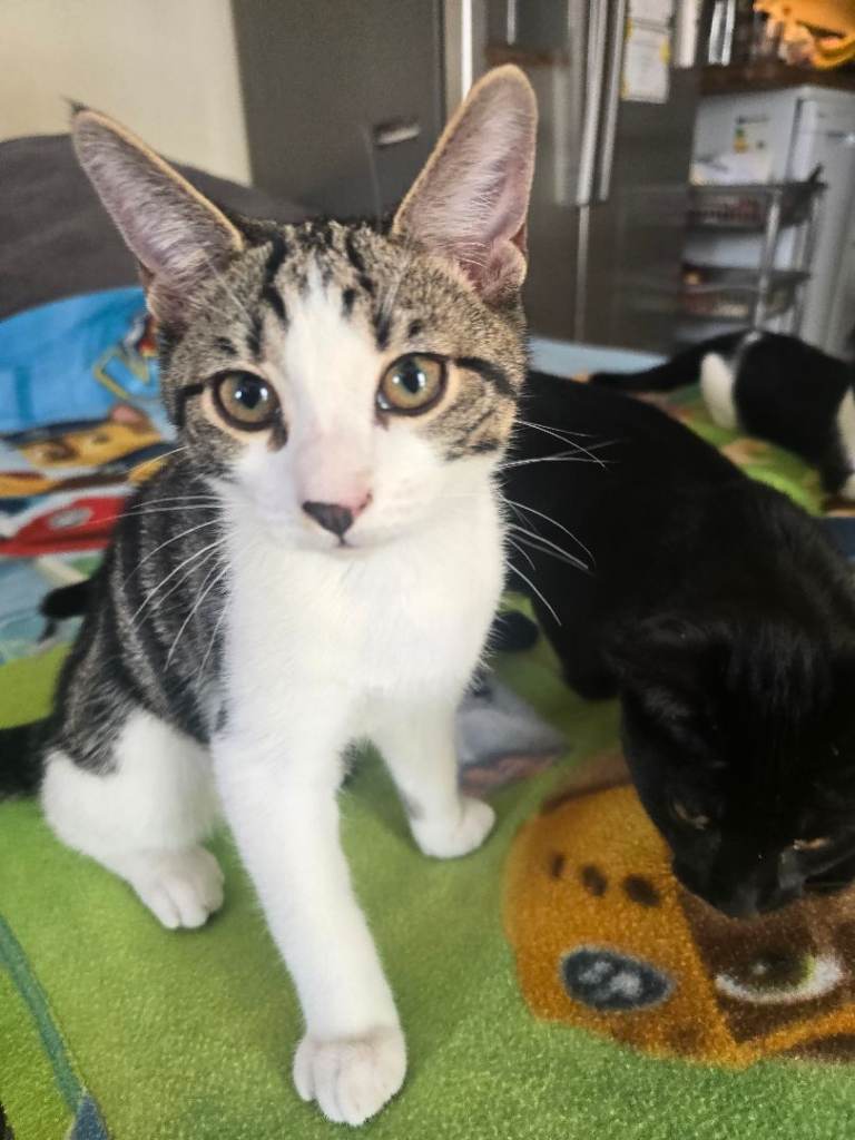♥️🐈 KITTENS LOOKING FOR LOVING HOMES 🏡 😍 🐈
