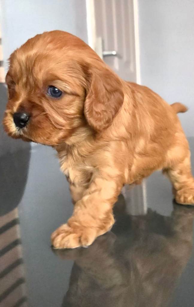 CAVAPOO PUPS 